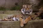 sumatran tiger male 02tfk