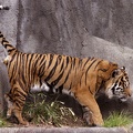 sumatran tiger male 03tfk