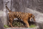 sumatran tiger male 03tfk