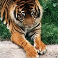 tiger02