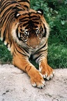 tiger02