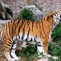 tiger11