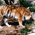 tiger12