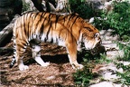 tiger12