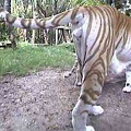 tiger ass2