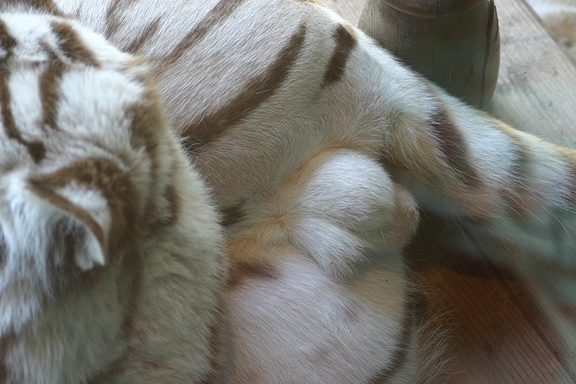 tiger cock