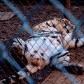 tiger laying 40
