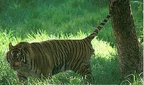 tiger spraying