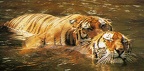 TigerSwimming