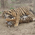 Tigers 43