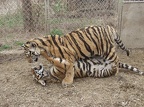 Tigers 44