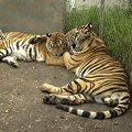 Tigers 933