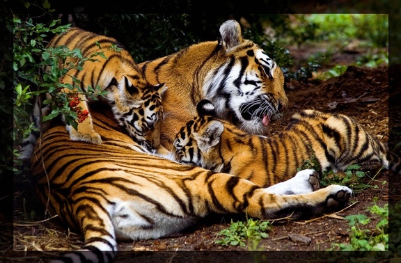 tiger family by miezbiez