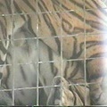 tigers mating closeup