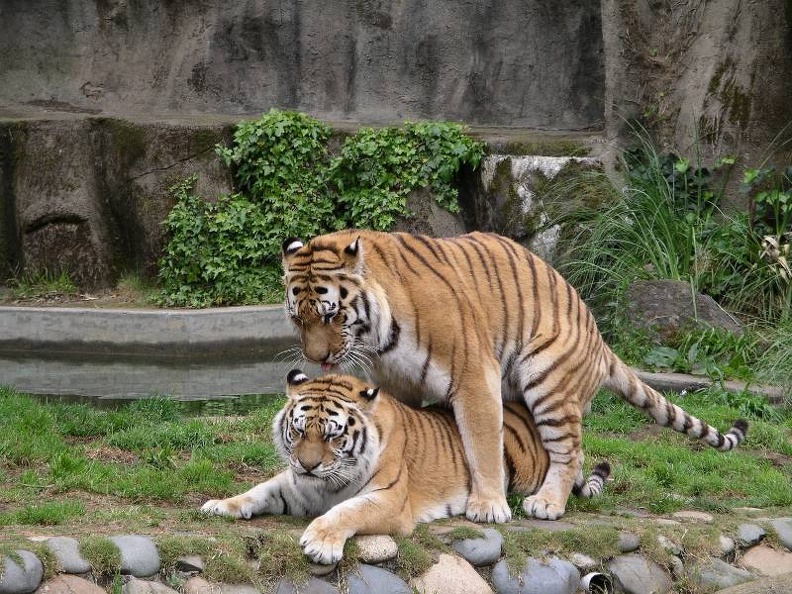 zoo_tiger_love1.jpg