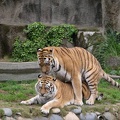 zoo tiger love1