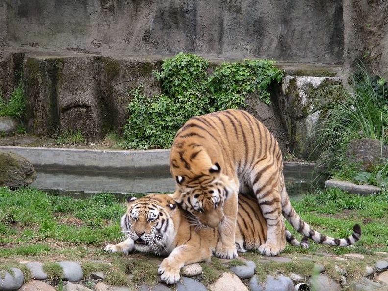 zoo_tiger_love2.jpg