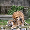 zoo tiger love2