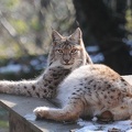 Lynx lynx Luchs 07