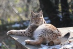 Lynx lynx Luchs 07