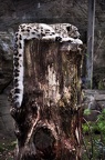 snow leopard by flofield d4i8jty