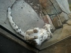 The Elusive Snow Leopard by Vampyre Yuki