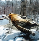 Let Sleeping Tigers Lie by Onagh
