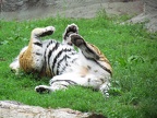 belly rub tiger by pearl321-d3k3fp0