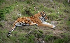 siberian tiger by misanthropicbastard d46bbti