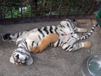 Sleepy Tiger cub by dimonas
