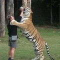 Tiger Drinking Milk