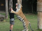 Tiger Drinking Milk
