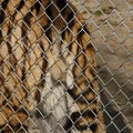 Tiger balls - fence