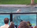 White Tiger Getting Wet