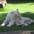 White Tiger by Heni1