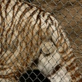 White tiger balls - fence