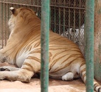 male tiger 0163