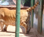 male tiger 0175
