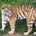 tiger by youkohiei fan d4frrn9