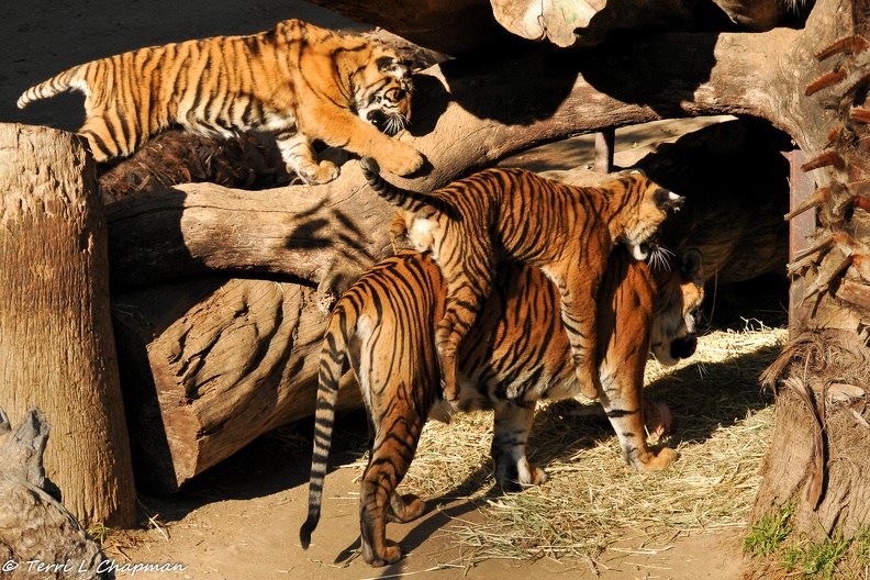 Tiger_mom_and_cubs_1_of_1.jpg