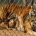 Tigers pre mating 1 - fence
