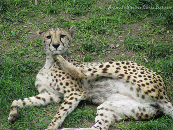 Itchy_Cheetah_by_AnimalsRForever.jpg