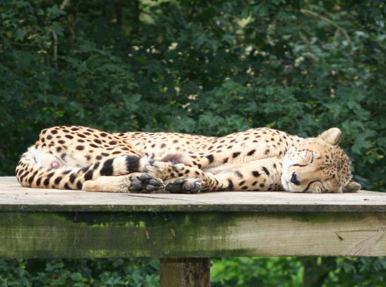 cheetah6ku.jpg