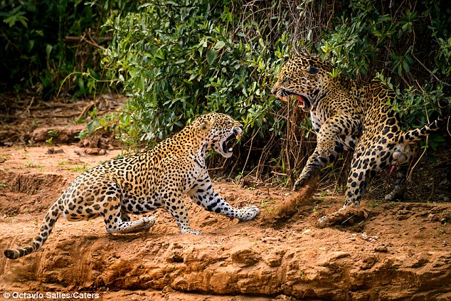 JaguarsFighting.jpg