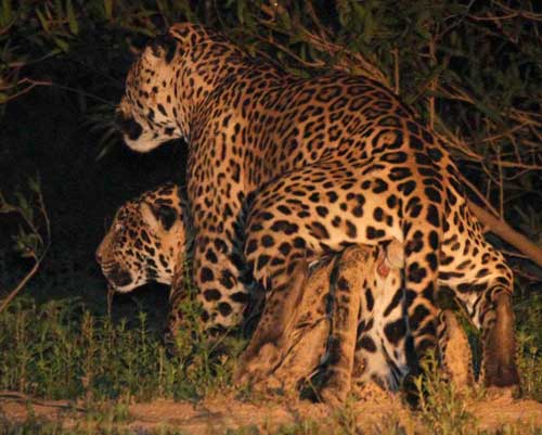 jaguars mating 2 philip perry