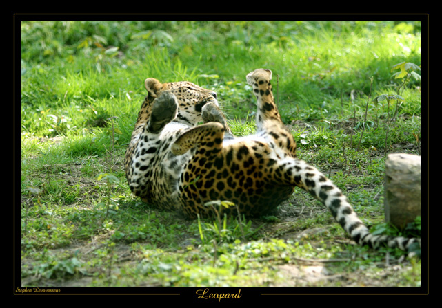 Leopard_1_by_caracal.jpg