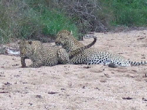 african_leopards_09_dec_2004_pic3_001.jpg