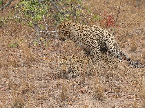 african_leopards_15_sep_2005_pic7_001.jpg