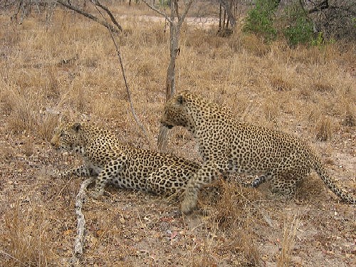 african_leopards_15_sep_2005_pic8_001_001.jpg