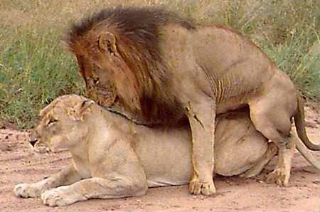 LIONS MATING 1